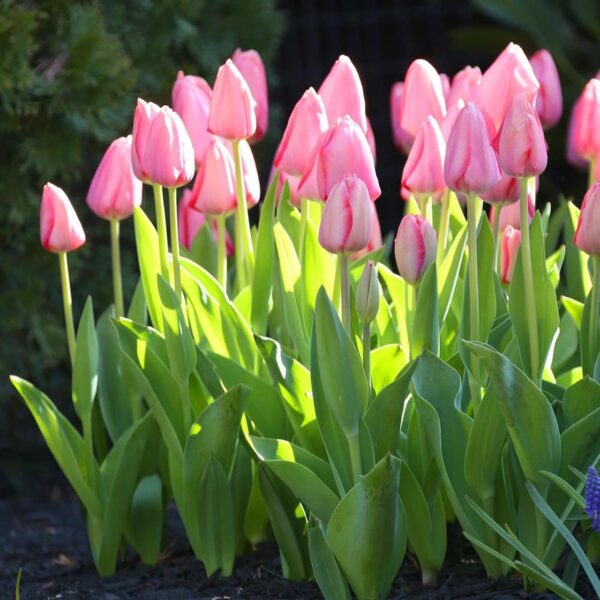 Votaniki Orange Lion & Pink Van Eijk Tulip Mix - Long Lasting Beauty, Perennial & Large Blooms | Spring Flower Bulbs - Easy to Grow