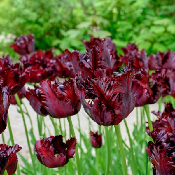 Votaniki Black Parrot Tulip Bulbs - Perennial Tulipa Parrot 'Black Parrot' | Beep Wine Red Petals with Black Edges Tulip Flowers - Easy to Grow