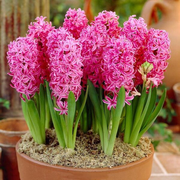 Votaniki Pink Pearl Hyacinth Bulbs - Hyacinthus Orientalis 'Pink Pearl' | Fragrant and Beautiful Pink Blooms - Perennial Hyacinth, Easy to Grow