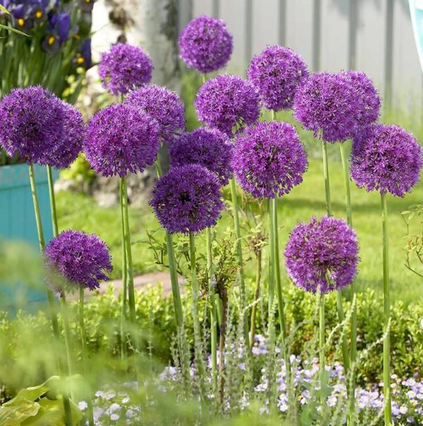 10 Bulbs Purple Sensation Allium Flower- Plant Perennial, Fragrant Flower