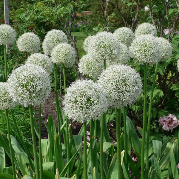 Votaniki Mount Everest Allium Bulbs - Perennial Allium (Ornamental Onion) | Attracts Pollinators, Long Lasting Beauty, Versatile Allium - Easy to Grow