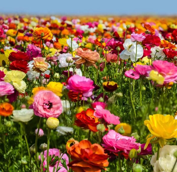 Votaniki 25 Mixed Ranunculus Bulbs for Planting, Buttercup Color Mix Value Bag (Plant in Gardens, Borders & Flowerbeds)