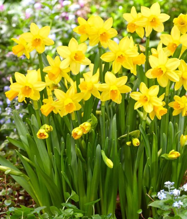 Votaniki Tete A Tete Daffodil Bulbs – Perennial Versatile & Long ...