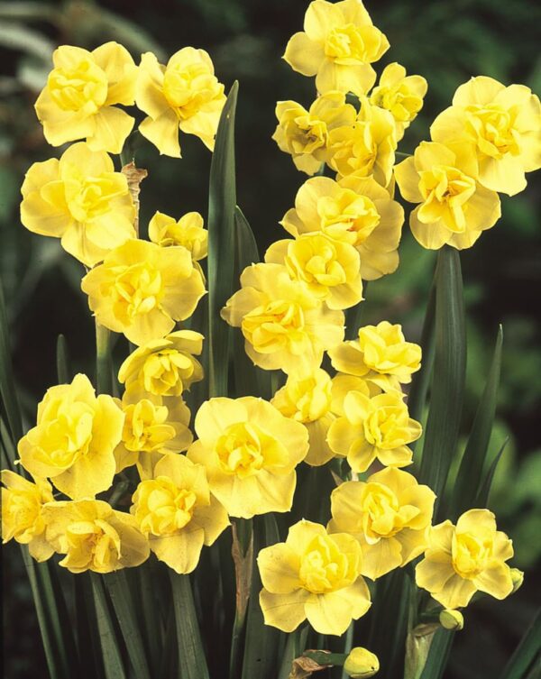 Votaniki Yellow Cheerfulness Daffodil Bulbs - Narcissus Double Flowering 'Yellow Cheerfulness' Daffodil | Perennial, Long Lasting Blooms, Spring Flowering Bulbs