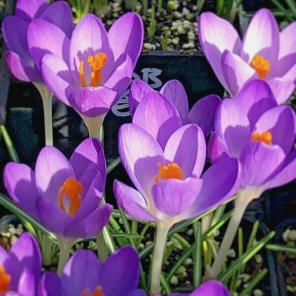 Votaniki Barr's Purple Crocus Bulbs - Perennial Rare Crocus, Tommasinianus ‘Barr’s Purple’ (Early Crocus) | Easy to Grow and Low Maintenance