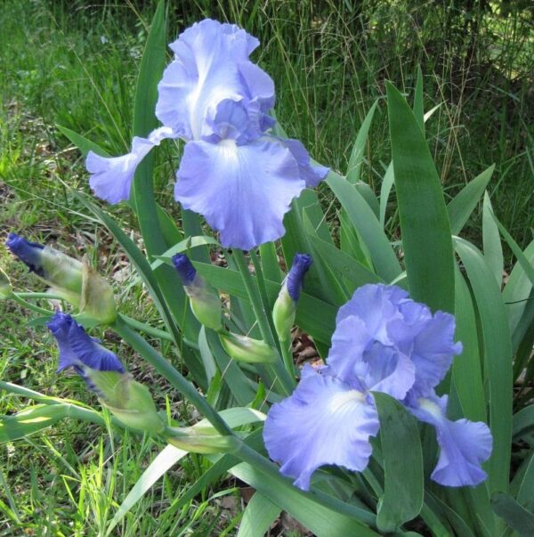 Votaniki Victoria Falls Bearded Iris - Perennial Tall Bearded Iris Rhizomes | Purple and White Flowering Iris - Easy to Grow and Low Maintenance