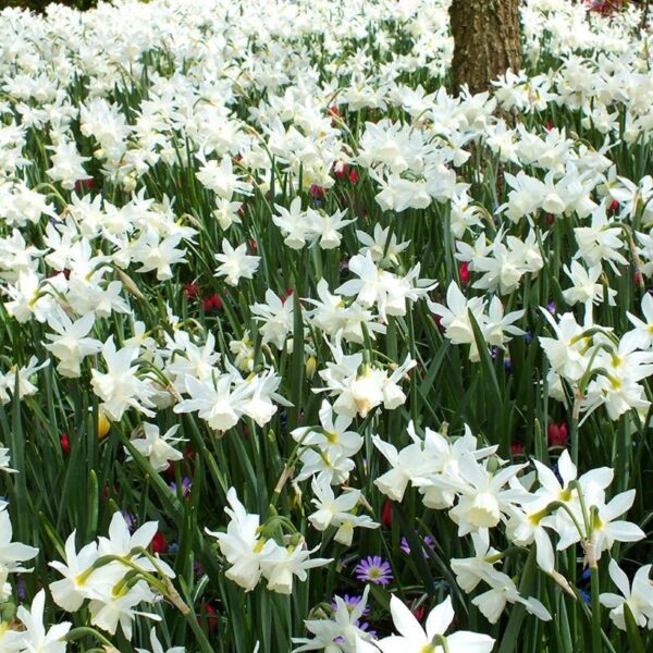 Votaniki The Magical River Special Mixed - Perennial & Long Lasting Blooms | 100 Narcissus Thalia Daffodil & 200 Muscari Armeniacum Bulbs - Easy to Grow