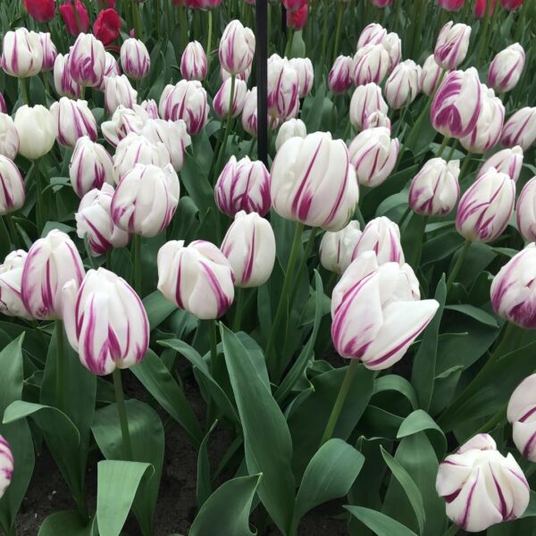 Votaniki Fresh Start Tulip Mix Bulbs - Purple Prince, Flaming Flag, and Carnaval De Rio Tulip Mix Bulbs for Planting | Perennial & Spring Flowers - Easy to Grow