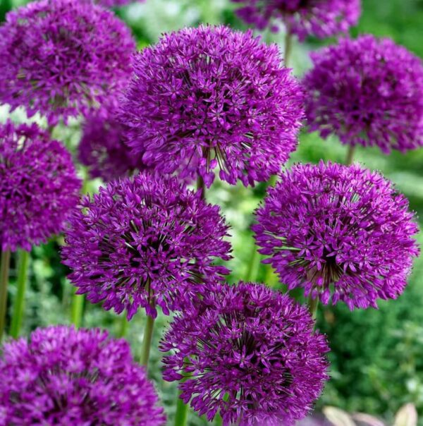 Purple Sensation Allium 20 Bulbs - Deer Resistant and Easy to Grow