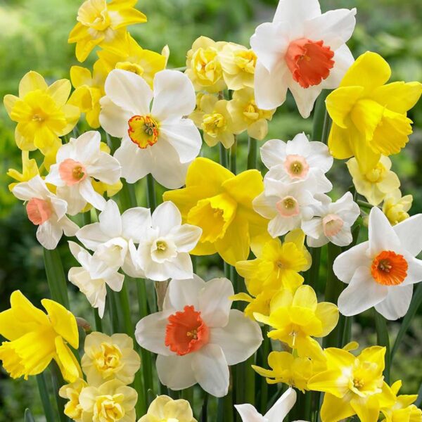 Votaniki Daffodil Fragrant Mix - Long Lasting Beauty, Perennial Daffodil Flowering Bulbs | Plant in Gardens, Borders & Flowerbeds