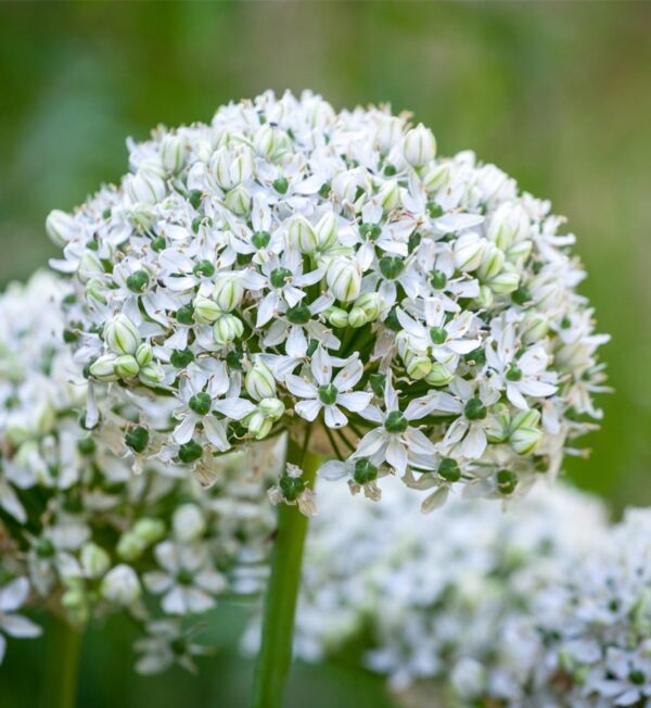 Votaniki Nigrum Allium - White Flowers with Deep Green Eyes | Perennial and Versatile Allium Bulbs for Planting - Naturalize Easily and Easy to Grow