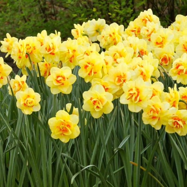 Votaniki Tahiti Narcissus Bulbs - Long Lasting Blooms, Versatile, Large Yellow Flowers | Perennial 'Tahiti' (Double Daffodil) - Easy to Grow