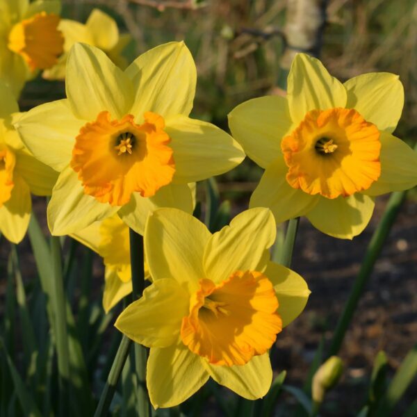 Votaniki Fortune Daffodil Bulbs - Perennial Narcissus Large Cupped Daffodil 'Fortune' | Yellow Flowers with Orange Cups - Easy to Grow Daffodil