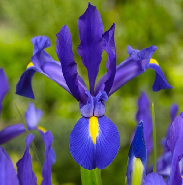 Votaniki Blue Magic Dutch Iris Bulbs - Perfect Cut Flower Variety, Blue Magic Iris Bulbs for Planting - Sweet Fragrance Iris Flowering Plant