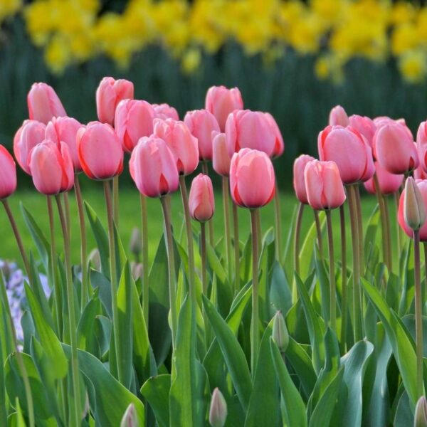 Votaniki Pink Impression Tulip - Perennial, Versatile, and Long Lasting Beauty | Darwin Hybrid Pink Impression Tulip Bulbs for Planting