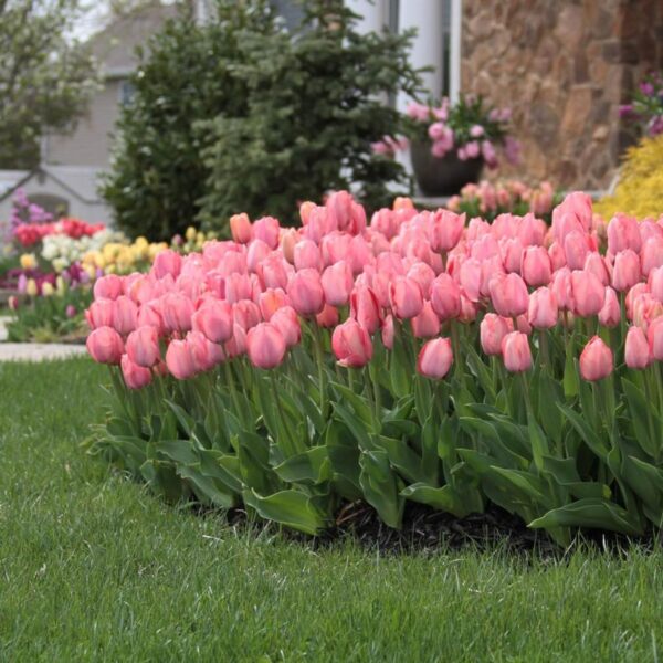 Votaniki Orange Lion & Pink Van Eijk Tulip Mix - Long Lasting Beauty, Perennial & Large Blooms | Spring Flower Bulbs - Easy to Grow