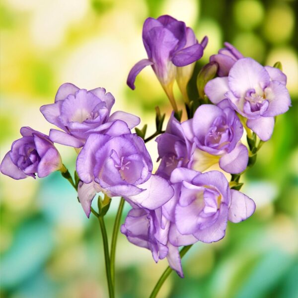 Votaniki Double Freesia Mixture- Fragrant Flowers, Perennial Freesia Mix Flowering Bulbs | Long Blooming Freesia - Easy to Grow