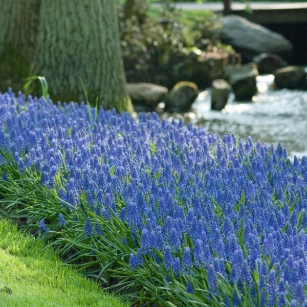 Votaniki The Magical River Special Mixed - Perennial & Long Lasting Blooms | 100 Narcissus Thalia Daffodil & 200 Muscari Armeniacum Bulbs - Easy to Grow