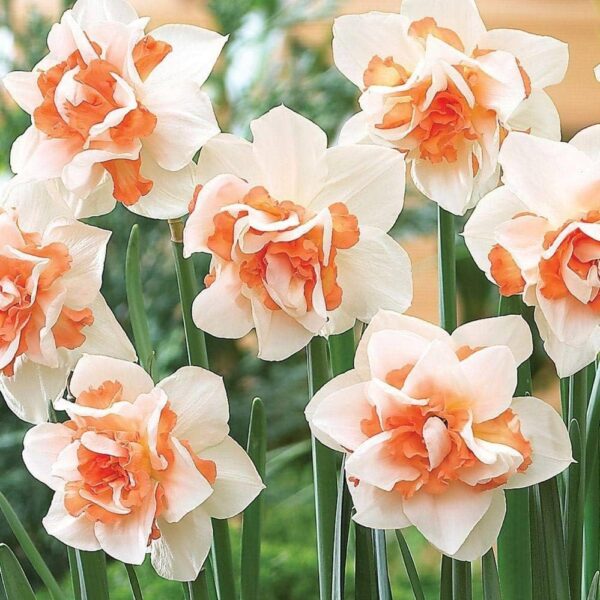 Votaniki Double Daffodil Replete Bulbs - Perennial, Fragrant, Hardy, and Resilient | Spectacular Flowers - Create a Stunning Display with (Narcissus 'Replete') Double Daffodil Replete