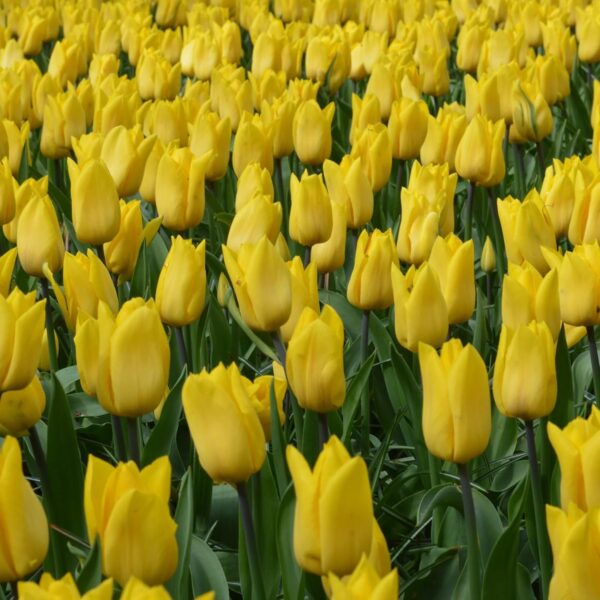 Votaniki Strong Gold Tulip Bulbs - Perennial & Large Cup Shaped Yellow Blooms | Tulipa Triumph 'Strong Gold' Tulip - Easy to Grow