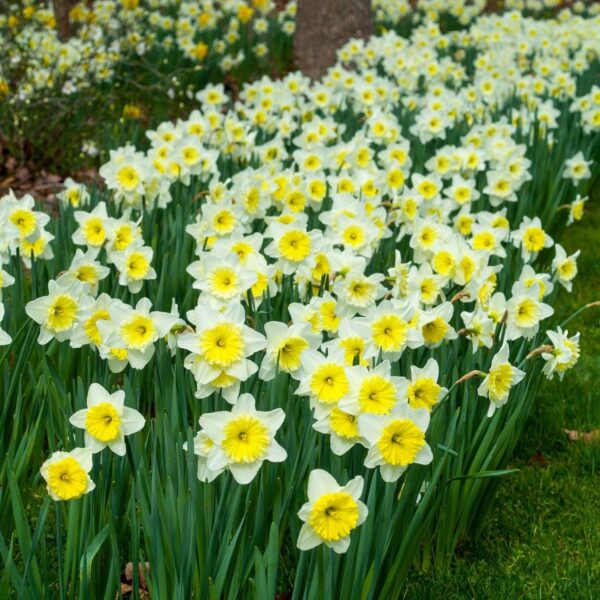 Votaniki Ice Follies Daffodil Bulbs - Perennial Daffodil, Narcissus Large Cupped Ice Follies | Long Lasting & Fragrant Blossoms - Easy to Grow