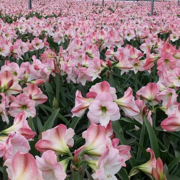 Votaniki Apple Blossom Amaryllis Bulbs - Vibrant & Long Lasting Blooms, Perennial Pink & White Amaryllis | Spectacular Amaryllis Flowers