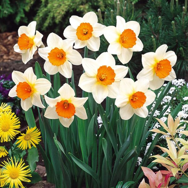 Votaniki Sempre Avanti Daffodil Bulbs - Perennial & Long Lasting Blooms, Narcissus Large Cupped 'Sempre Avanti' Daffodil | Stunning Garden Display