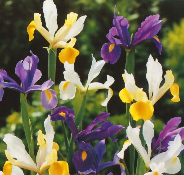 Votaniki utch Iris Flower Bulbs | Mixed Iris Bulbs - Perfect for Fall Planting | Long-Lasting - Easy to Grow Iris Flower Bulbs