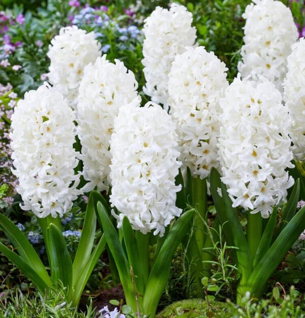 Votaniki White Pearl Hyacinth Bulbs - Hyacinthus Orientalis 'White Pearl' | Fragrant & Beautiful White Blooms - Easy to Grow Perennial Hyacinth