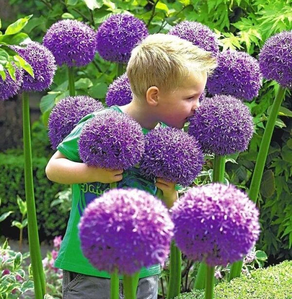 Votaniki Allium Gladiator Bulbs - 5 Giant Purple Blooming Onion Bulbs | Ready to Plant - Outdoor Perennial Plant 5 Allium Bulbs