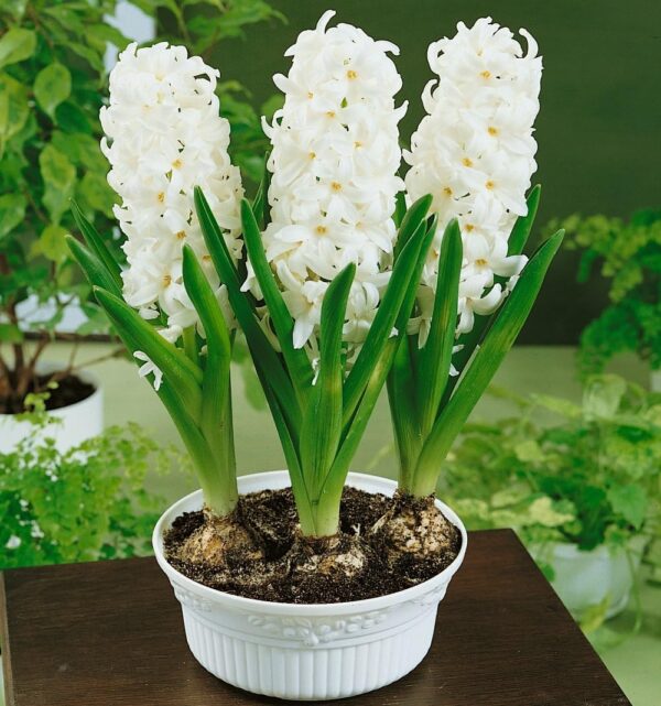 Votaniki White Pearl Hyacinth Bulbs - Hyacinthus Orientalis 'White Pearl' | Fragrant & Beautiful White Blooms - Easy to Grow Perennial Hyacinth