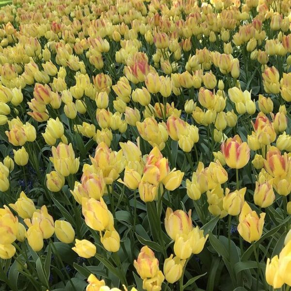 Votaniki Antoinette Tulip Bulbs - Long Lasting Blooms, Perennial Tulip | Color Changing Tulip - Easy to Grow and Low Maintenance