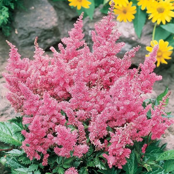 Votaniki Astilbe Mix Roots- Astilbe Mixed Colors | Perennial Astilbe Flower, Nonstop Blooms, Large Astilbe Flowers | Hardy, Long-Lived, Perfect for Borders and Beds