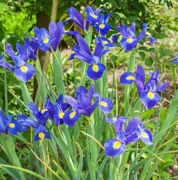 Votaniki Blue Magic Dutch Iris Bulbs - Perfect Cut Flower Variety, Blue Magic Iris Bulbs for Planting - Sweet Fragrance Iris Flowering Plant