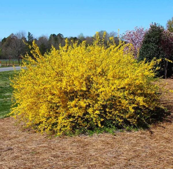 Votaniki Forsythia Lynwood Gold 1-2 Ft Plant - Perennial, Lynwood Variety, Fast Growing Tree | Forsythia Lynwood Gold Shrub - Low Maintenance Flower Plants