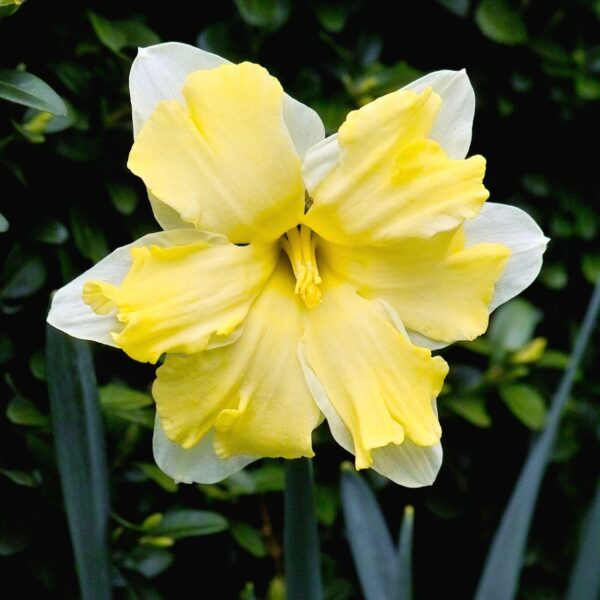 Votaniki Cassata Narcissus - Daffodil Split Corona Cassata Bulbs for Planting | Early Bloomer, Perennial Beauty, Color Changing Cassata Narcissus - Easy to Grow