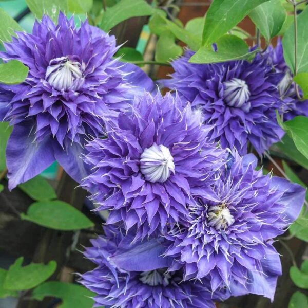 Votaniki Multi Blue Clematis Roots for Planting - Perennial, Long Lasting Flower | Multi Blue Clematis - Starter Plants Ready for Garden | Blue Flowering Vine, Easy to Grow