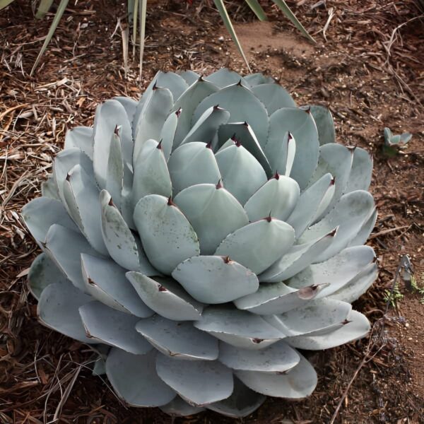 Votaniki Hardy Agave Century Plant - Perennial Agave Parryi SSP | Perfect for Any Garden - Low Maintenance and Long Lived