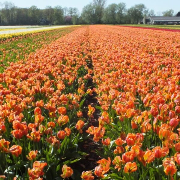 Votaniki Orange Marmalade Tulip - Long Lasting Beauties, Perennial Tulip | Orange Tulip Flowering Bulbs for Planting - Easy to Grow