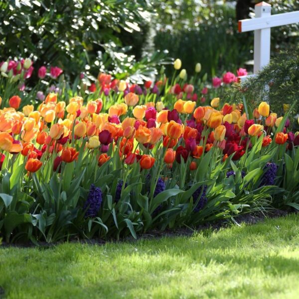 Votaniki Tulip Triumph Brilliant Mix - Long Lasting Blooms, Perennial Tulip | Spectacular Flowering Mixed Tulip Bulbs for Planting