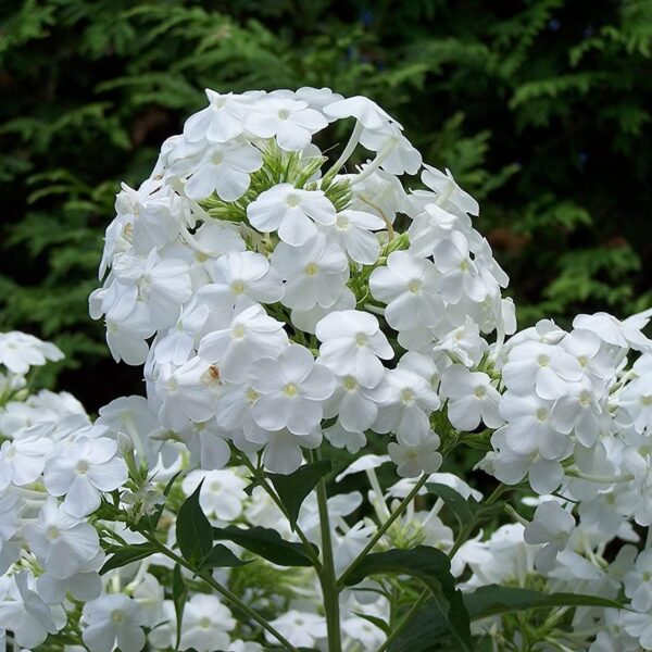 Votaniki David Phlox Bare Root Start - Perennial, Fragrant Blooms, Paniculata David Phlox Bare Root for Planting - Perfect for Borders, Garden Beds, and Containers