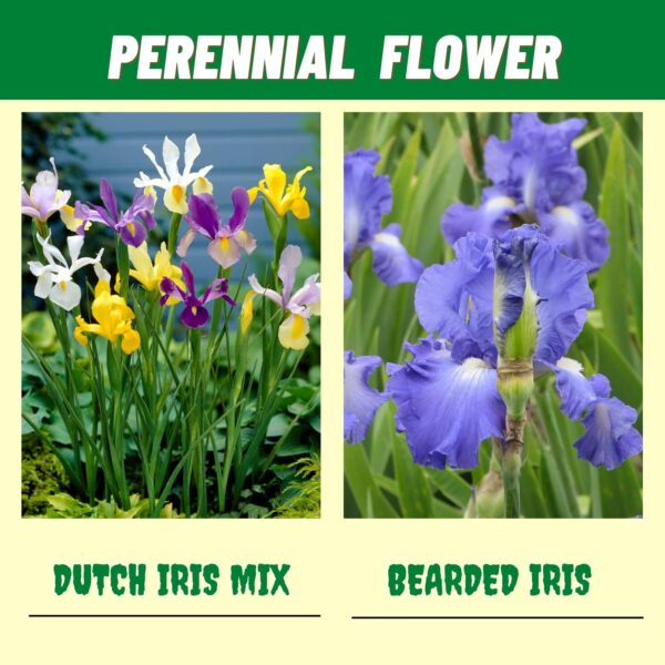 Votaniki Premium Spring & Summer Flowering Mix Bulbs & Rhizome - Anemone Blanda, Dutch Iris, Crocus, Freesia, Muscari & Bearded Iris | Perennial Flowers - Easy to Grow