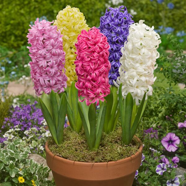 Votaniki Hyacinth Mixed Bulbs - Perennial and Fragrant, Mix Hyacinths Bulbs for Planting | Long Lasting Beauty - Stunning Garden Display