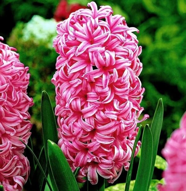 Votaniki Pink Pearl Hyacinth Bulbs - Hyacinthus Orientalis 'Pink Pearl' | Fragrant and Beautiful Pink Blooms - Perennial Hyacinth, Easy to Grow