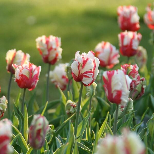 Votaniki Estella Rijnveld Parrot Tulip - Long Lasting Blooms, Perennial Tulip Bulbs for Planting | Hardy and Low Maintenance Tulip