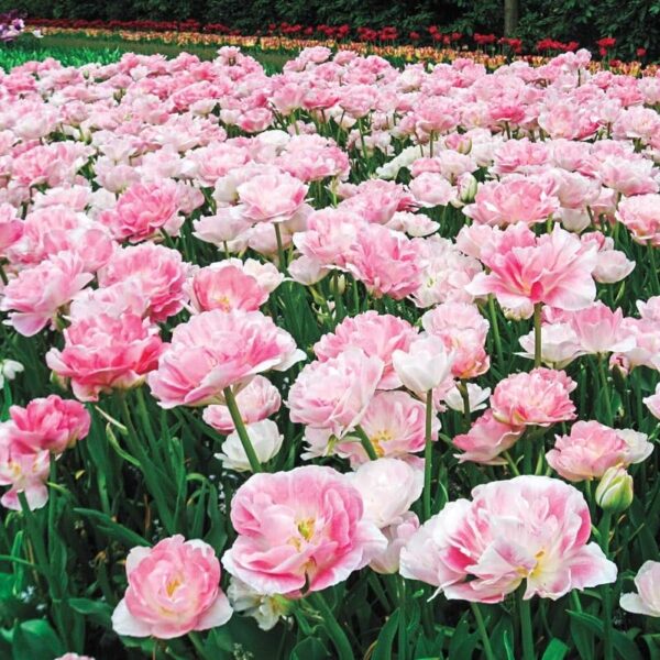 Votaniki Angelique and Freeman Tulip Mix - Perennial Tulip Bulbs Ready for Planting | Orange and Pink Color Tulip - Easy to Grow