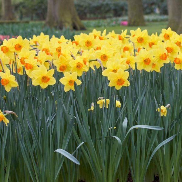 Votaniki Red Devon Daffodil - Fragrant Blooms, Perennial Daffodil Bulbs for Planting | Narcissi Small Cupped 'Red Devon' Daffodil - Easy to Grow