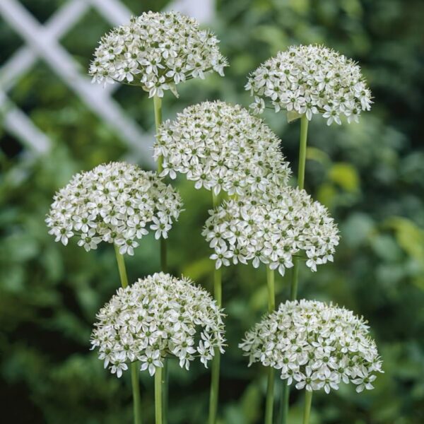 Votaniki Nigrum Allium - White Flowers with Deep Green Eyes | Perennial and Versatile Allium Bulbs for Planting - Naturalize Easily and Easy to Grow