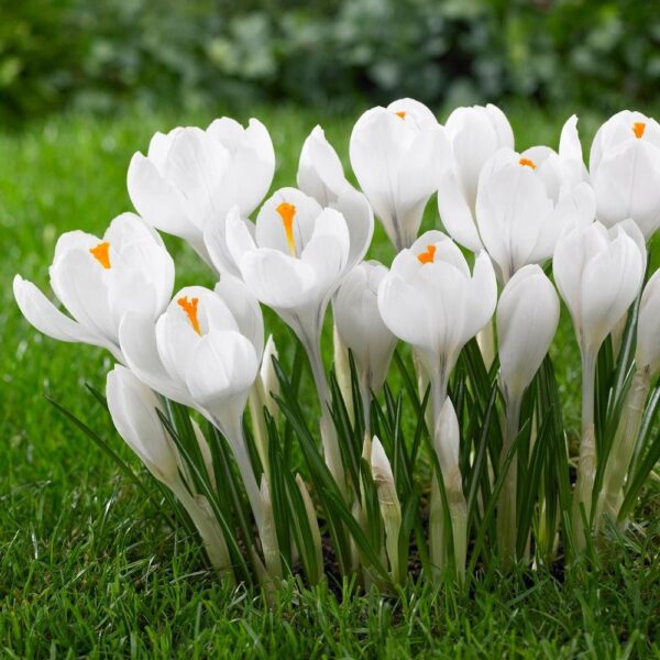 Votaniki Large Flowering Crocus 'Peter Pan' - Perennial White Crocus Bulbs for Planting | Spring Blooming Crocus - Perfect for Border or Bed, Container, Ground Cover & Mass Planting