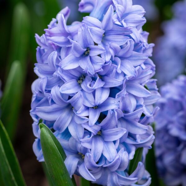 Votaniki Delft Blue Hyacinth Bulbs - Perennial Hyacinthus Orientalis 'Delft Blue' | Fragrant Hyacinth Flowers, Long Lasting Beauty - Easy to Grow